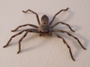 huntsman spider